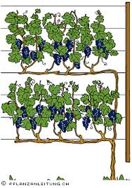 Weinreben Garten Vertikaler Garten Diy Pflanzen