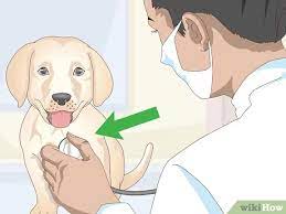 3 Ways To Treat Focal Seizures In Dogs Wikihow