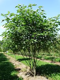 Image result for Broussonetia