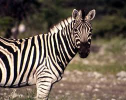 Image result for zebra