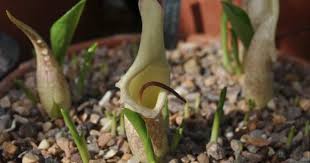 Image result for Napoleonaea angolensis