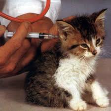 Today, rabies in cats is rare, but cats have overtaken dogs as the most common domestic species to be infected. Rabies On The Rise Cats Vaccinations Often Neglected Catster