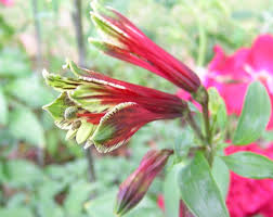 Image result for Alstroemeria pulchella