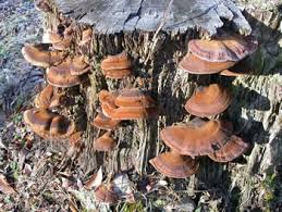 Image result for Ischnoderma resinosum