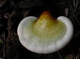 Image result for Ganoderma curtisii