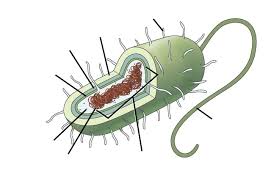 What do animal and bacterial cells have in common. Marine Prokaryotes Wikipedia