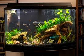 How to set up fish tank. 50 Gallon Tank Setup Fish Tank Freshwater Aquarium Aquascape