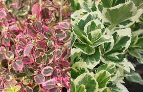 Je me rends de plus en plus compte un arbre persistant a généralement un feuillage bien plus épais et coriace qu'un caduc n'aura pas. Haie Basse De 10 Arbustes A Feuillage Persistant