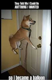 No doubt, animals are the cutest creatures of nature. Clean Animal Jokes