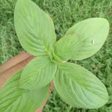 Image result for Spermacoce kirkii