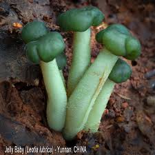 Image result for Russula perlactea