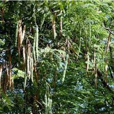 Moringa oleifera is traditionally used for a variety of conditions, but studies in humans are limited. Jar Test For High Turbidity River Water Download Scientific Diagram