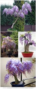 How To Grow Wisteria In A Pot Ehow Wisteria Plant Plants Invasive Plants