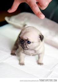 Teacup Pug Baby Animals Cute Baby Animals Baby Pugs