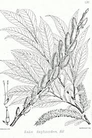 Maybe you would like to learn more about one of these? Salix Daphnoides Wikipedia