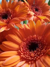 Gerbera Wonderful Flowers Different Kinds Of Flowers Beautiful Flowers