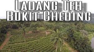 Ia di usahakan oleh boh plantations dengan berkeluasan 210 ekar. Teh Boh Bukit Seri Cheding Youtube