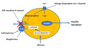 Image result for Meglitinide