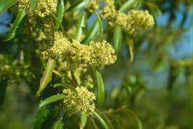 Image result for Catha edulis