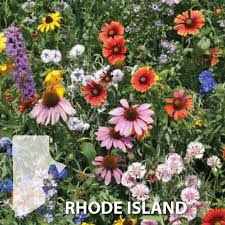 Jun 13, 2021 · dr. Rhode Island Blend Wildflower Seed Urban Farmer