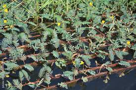 Image result for Aeschynomene megalophylla