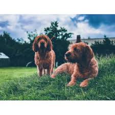 basset haund basset ne dlya vseh otzyvy pokupatelej