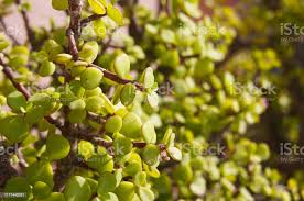 Image result for Grona afra