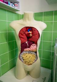 Maybe you would like to learn more about one of these? Thanks I Love Knitted Human Anatomy Tili