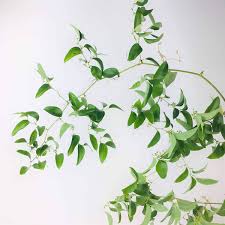 Image result for Smilax anceps