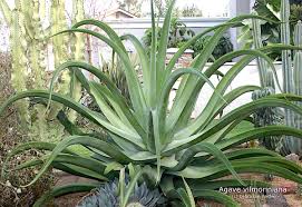 There are about 127 genera, with over 1750 known species. Agave Uses Photos Ids Varieties Debra Lee Baldwin Succulent Expert