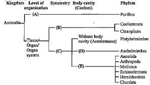 Study Carefully The Given Flow Chart And Fill In The Blanks