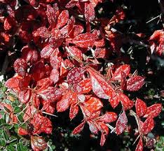 Image result for Berberis verruculosa