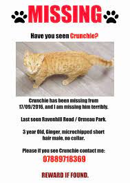 So, give them a few hours at least before you take action, then print off this page so you can tick off each item as you cover it. North South East And West Belfast Missing Cats Home Facebook