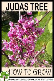 Judas Tree How To Grow Care