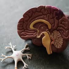 3 Soruda Kolin Momentum