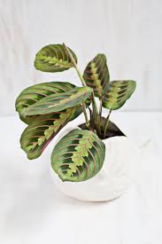 Keep pets away from plants if they show interest, not just for safety, but to keep plants from incurring unsightly. 7 Unique Non Toxic Houseplants A Beautiful Mess