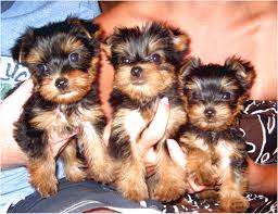 (old highway 105 e, conroe 77031 ) pic. Craigslist Yorkie Puppies