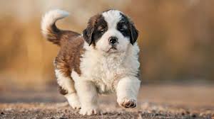 How much is a st berdoodle. St Bernard Price Temperament Life Span
