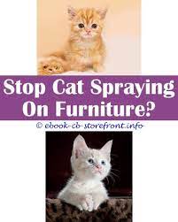 Pin On Cat Spray Tips
