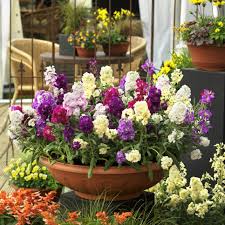 Take advantage and stock up on your favorite seeds. Favorite Spring Blooming Annuals Hgtv