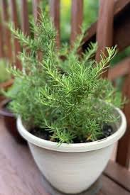 Image result for rosemary container