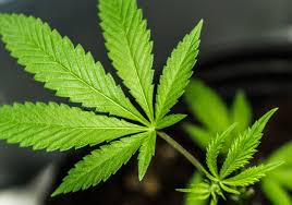 We did not find results for: Unsw Study Finds No Strong Evidence That Cannabis Reduces Chronic Pain Unsw Newsroom