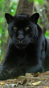 Black Panther Animal Hd Wallpaper Download Black Jaguar Animal Black Panther Cat Panther Cat