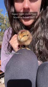 Chick Meaning Easter Dti