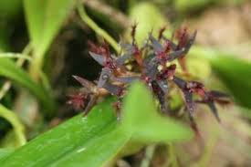 Image result for Bulbophyllum saltatorium