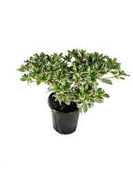 Attractive mounding evergreen shrub with white, gray and light green foliage. Variegated Japanese Mock Orange 3 Live Plants In 6 Inch Pots Pittosporum Tobira Variegatum Dense Evergreen Shrub Buy Online In Aruba At Aruba Desertcart Com Productid 216165293