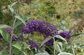 Image result for buddleia davidii