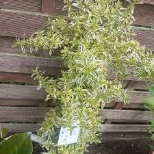Ceanothus lemon and lime is an evergreen shrub that produces dainty clusters of dark blue flowers on yellow/green leaves in spring attractive to butterflies and bees. Ceanothus Lemon And Lime California Lilac Lemon And Lime Uploaded By Charliebaisden85