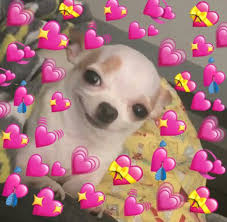 Pin Von My Namjuice Auf G U D S H I T Lustige Hund Meme Susse Memes Lustige Meme