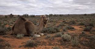 Camel rides are commonly on offer at the various fetes and agricultural shows that occur in western australia. Turkish Vets Aid Group Say Savage Cull Of Camels In Australia Not The Answer Urge Restraint Daily Sabah
